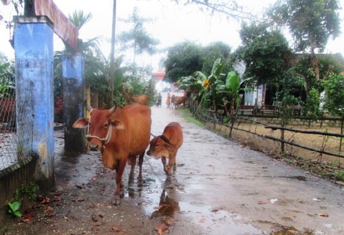 Việc phát triển chăn nuôi nhỏ lẻ khiến môi trường bị ô nhiễm nghiêm trọng. Ảnh: HOÀI NHI