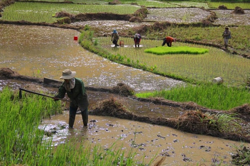 Đồng bào vùng cao phát triển ruộng lúa nước. Ảnh: ALĂNG NGƯỚC