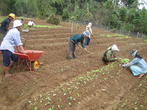 Thời gian qua dòng vốn ngân hàng đã góp phần phục vụ cho mục tiêu phát triển kinh tế nông nghiệp trên địa bàn tỉnh. Ảnh: M.Đ