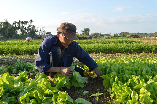 Huyện Điện Bàn có khoảng 200ha đất chuyên canh trồng rau trong vụ tết. Ảnh: K.L