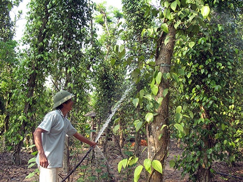 Việc sản xuất và chế biến tiêu theo hướng bền vững là hướng đi mới của cây tiêu Tiên Phước. 