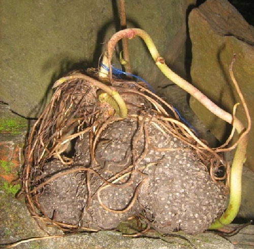 Củ Khoai dái - Dioscorea bulbifera L. Ảnh: P.C.T