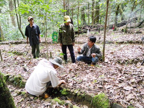 Dân làng Tắk Ngo xã Trà Linh chăm sóc cây sâm. Ảnh: T.H