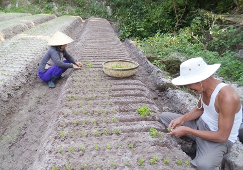 Vợ chồng ông Trịnh Thanh Giang lên luống cấy tần ô.Ảnh: L.A