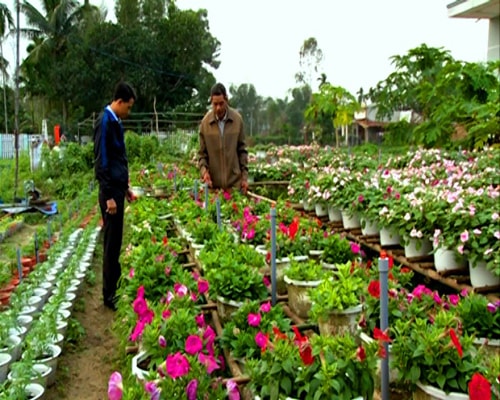 Vườn hoa của Tổ hợp tác Tam Ngọc Flower. Ảnh: HOÀNG BIN