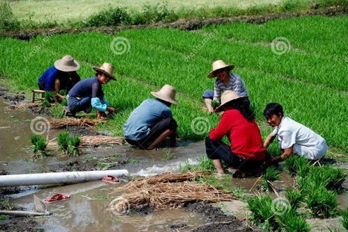 Nhiều nông dân Trung Quốc không dám ăn lúa gạo do chính họ sản xuất.  (Ảnh: Dreamstime)