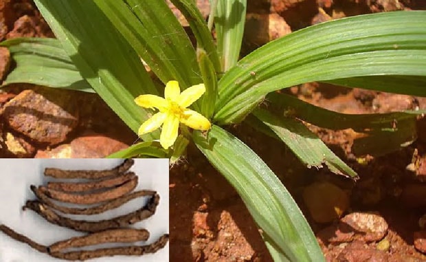 Tiên mao hay Sâm cau - Curculigo orchioides.