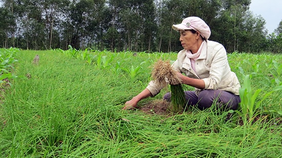 Tất bật thu hoạch kiệu tết. Ảnh: H.L