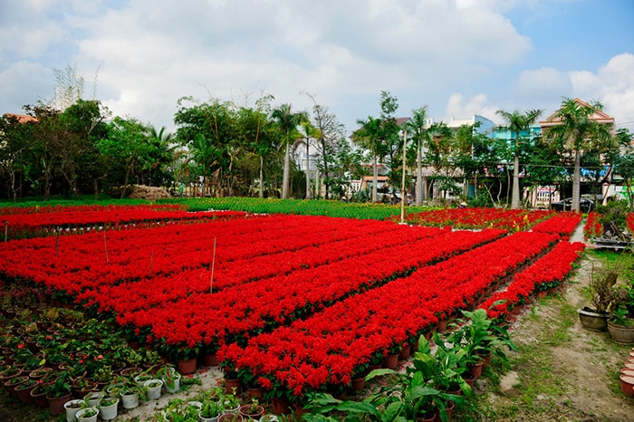 Ít ai biết những vườn hoa với những chậu hoa to rực rỡ đầy sắc màu được hình thành ngay tại số nhà 63 Lý Quang Diệu (P. An Sơn, TP Tam Kỳ). 