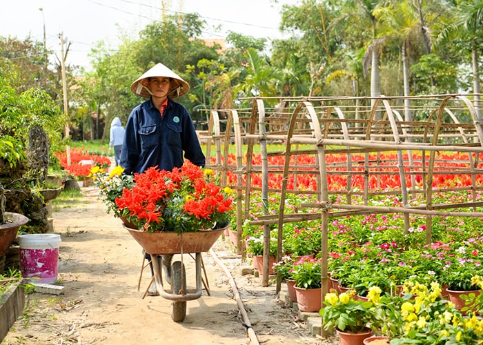 Hoa được đưa vào để bỏ vô chậu.