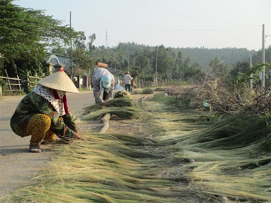 Phơi đót. Ảnh: Nhật Duy