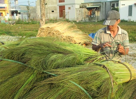 Thu mua đót tươi. Ảnh: Nhật Duy