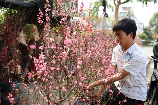 Hoa đào xứ kinh bắc góp phần làm đa dạng hoa tại hội chợ