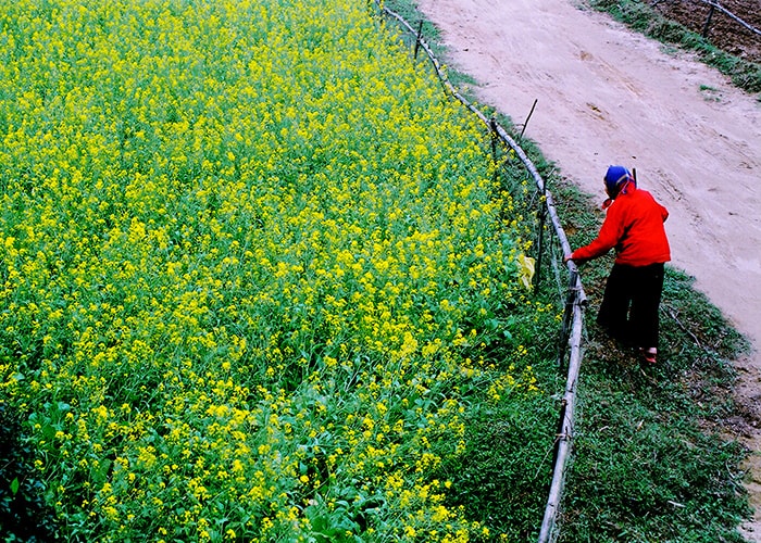 Vườn hoa cải của mẹ. Ảnh: Lê Vấn.