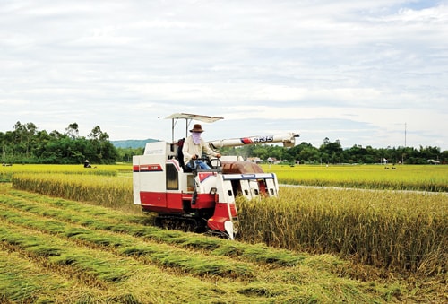 Thu hoạch lúa.Ảnh: NGUYỄN TUẤN