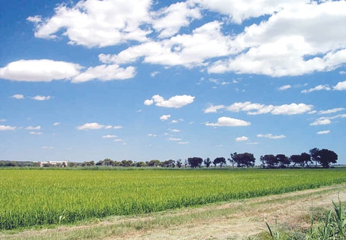 Cánh đồng Camargue.