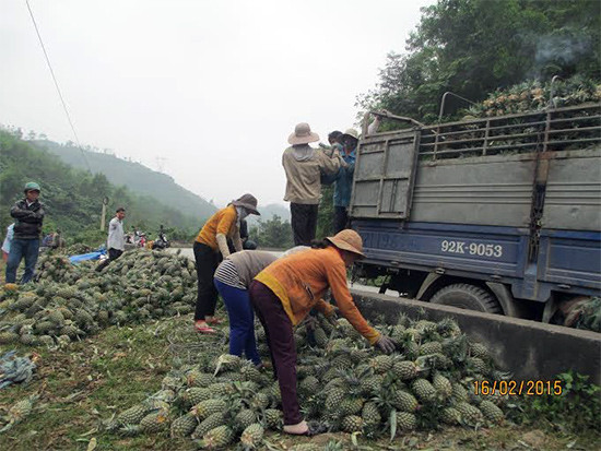 Những xe tải gom thơm.