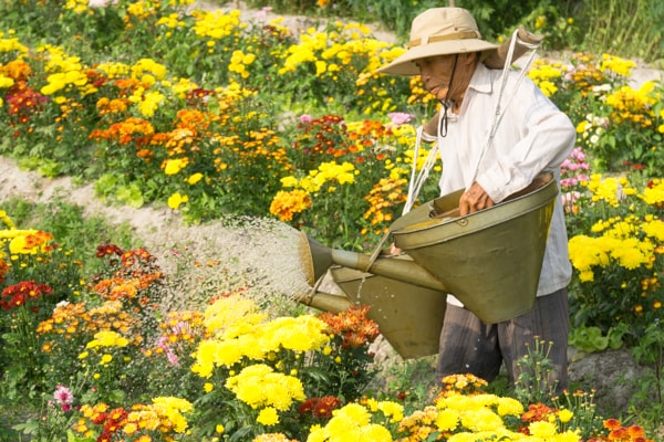 Cụ Tại đang tưới lại luống cúc trước khi nhổ.