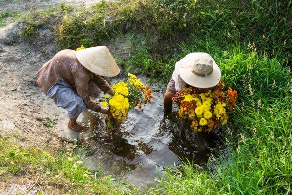 Thu hoạch xong, hoa cúc được mang xuống áo để rửa sạch đất.