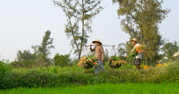 Gánh hoa về nhà, để mai ra chợ sớm.