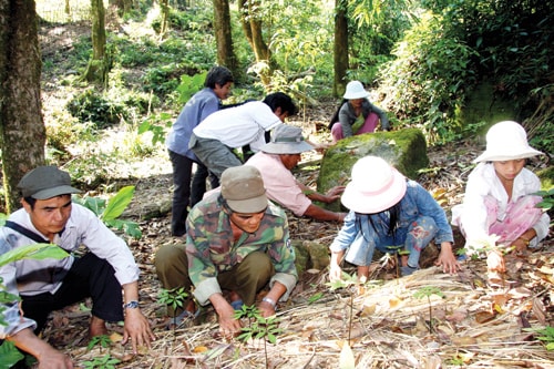 Trồng sâm Ngọc linh dưới tán rừng Trà Linh, Nam Trà My. Ảnh: H.Thọ