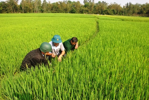 Kiểm tra sâu bệnh trên cây lúa.     Ảnh: Đ.Ngọc