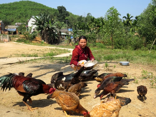 Mô hình chăn nuôi gà, vịt xiêm của chị Trần Thị Cam bền vững là nhờ sự hỗ trợ kinh phí của Hội LHPN xã Tam Lãnh. Ảnh: Đ.Đ