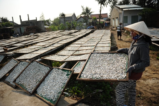 Cá cơm phơi đầy sân bãi. Ảnh Minh Hải