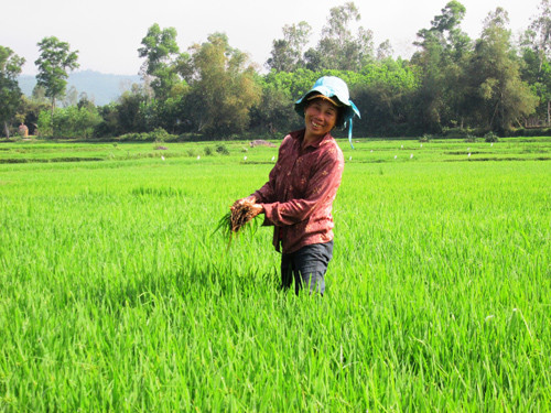 Nông dân xã Quế Long (Quế Sơn) ra đồng chăm sóc lúa sau tết.