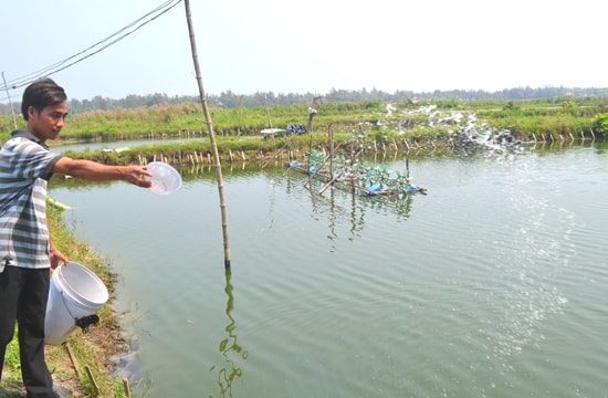 Ông Nguyễn Xuân Đàn cho tôm ăn. Ảnh: N.Q.V