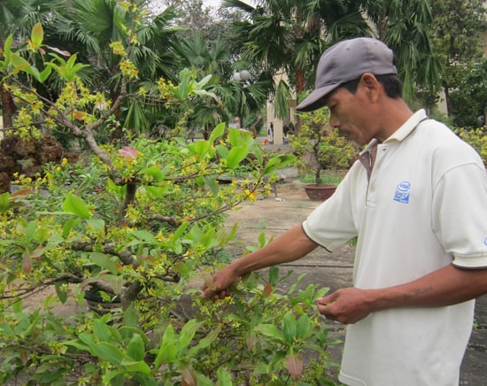 Anh Nguyễn Liễn lặt hoa và nụ mai. Ảnh: CHÂU NỮ