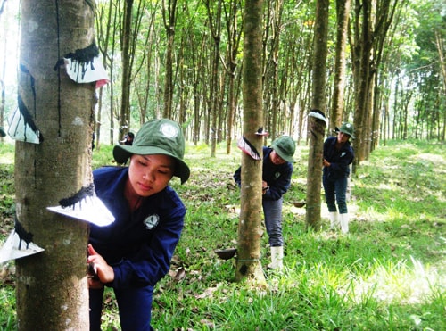 Khai thác mủ cao su đại điền ở xã Quế Bình. Ảnh: NGUYỄN SỰ 