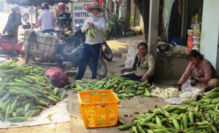 Tiêu thụ bắp nếp tại chợ Hòa Mỹ (Đại Nghĩa). H.L