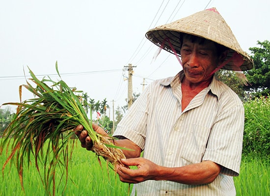 Nhiều cánh đồng lúa đang bị sâu bệnh tấn công. Ảnh: HOÀI NHI