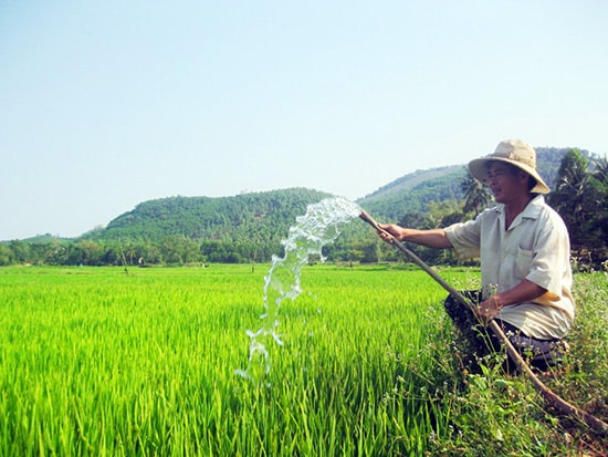 Để cứu lúa, ông Trương Văn Thịnh (xã Tam Lộc) phải hút nước từ giếng ra tưới ruộng. Ảnh:VĂN HÀO