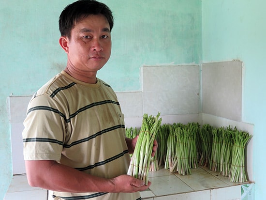 Măng tây xanh cho gia đình ông Lê Thanh Phong nguồn thu nhập cao.                   Ảnh: P.NAM