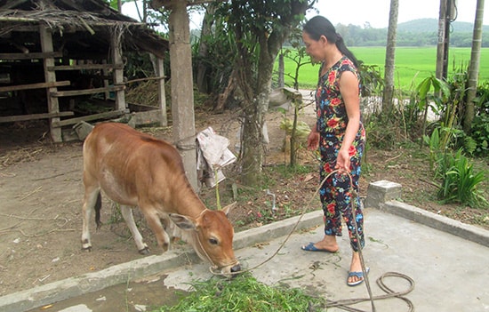 Bò lai được chị Thu nuôi thành công nhờ áp dụng kỹ thuật mới. Ảnh: H.L