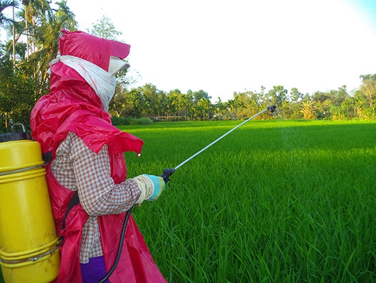 Nông dân phun thuốc trừ sâu để diệt sâu bệnh.