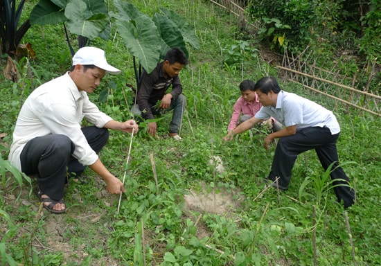 Cán bộ nông nghiệp hướng dẫn cách cắm cây cho sâm nam phát triển.