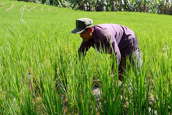 Đảng viên Hồ Văn Nên chăm bón những chân ruộng bậc thang ở trang trại của gia đình. Ảnh: N.HOÀNG