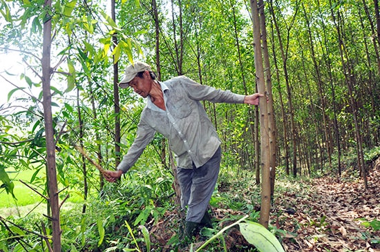 Cuộc sống của người dân thôn Nghi Sơn ngày càng khấm khá nhờ phát triển kinh tế rừng. Ảnh: N.ĐOAN