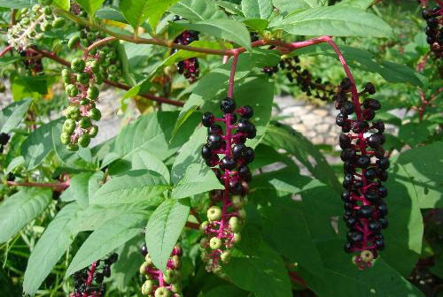 Thương lục - Phytolacca acinosa