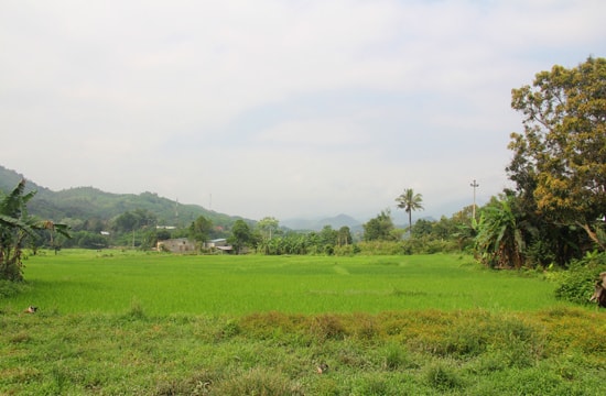 Thôn Sơn giờ đây như được hồi sinh cùng cánh đồng lúa nước xanh tươi.