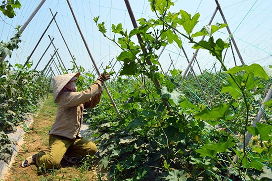 Chuyên canh cây trồng theo tiêu chuẩn VietGAP là hướng mở cho phát triển lợi thế nông nghiệp ở Bàu Tròn. Ảnh: C.V