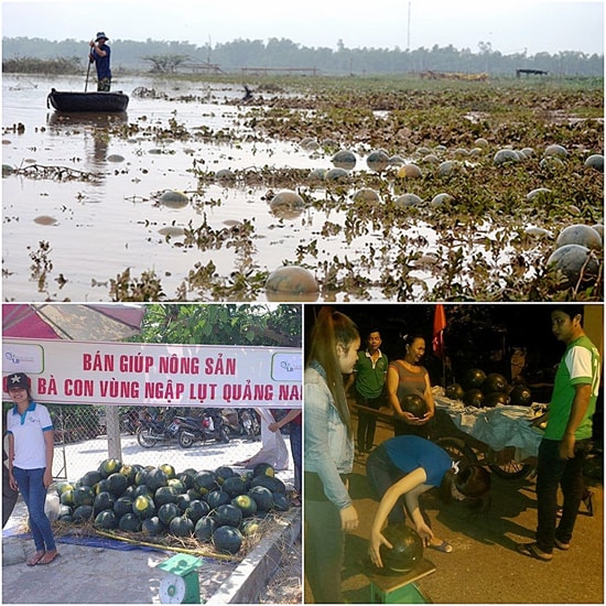 Lũ bất ngờ khiến hàng nghìn tấn dưa hấu ở Đại Lộc chìm trong biển nước (ảnh trên). Số dưa nông dân kịp thời thu hái trước lũ được các bạn trẻ tổ chức bán giúp; Đội cháo từ thiện Quảng Nam chở bằng xe bò bán tại TP.Đà Nẵng.