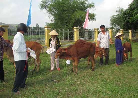 Trao bò giống cho hộ nghèo xã Duy Trinh.