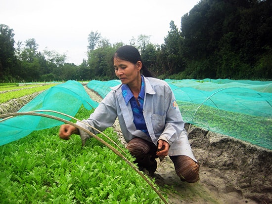 Thời gian qua, Quảng Nam đã hình thành được rất nhiều mô hình chuyên canh cho giá trị kinh tế cao.