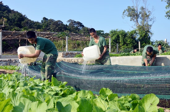 Đẩy mạnh tăng gia sản xuất, bảo đảm lượng rau xanh cho bộ đội.Ảnh: TUẤN ANH