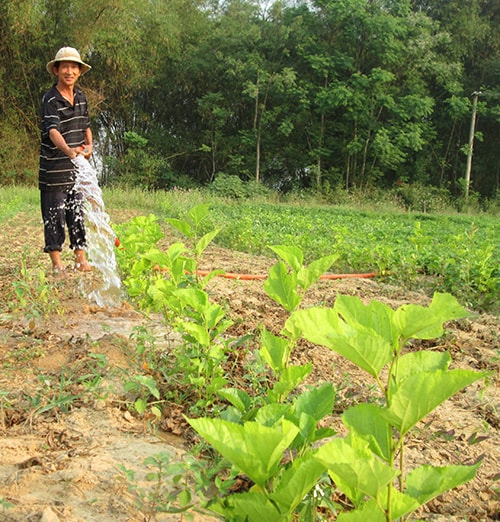 Những cây dâu được vun trồng tại xã Duy Trinh (Duy Xuyên) - nhằm phục hồi làng nghề theo hướng nuôi tằm thương phẩm.Ảnh: LÊ QUÂN