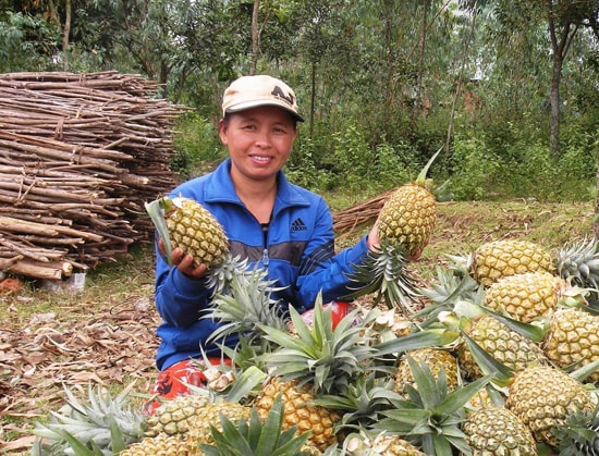 Bà Nguyễn Thị Lanh (Đại Thạnh, Đại Lộc) thu được 40 triệu đồng từ 10 sào thơm. Ảnh: MAI LINH